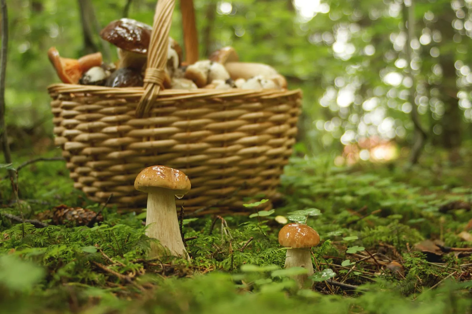A wicker basket full of wild mushrooms on a forest floor, perfect foraging scene.